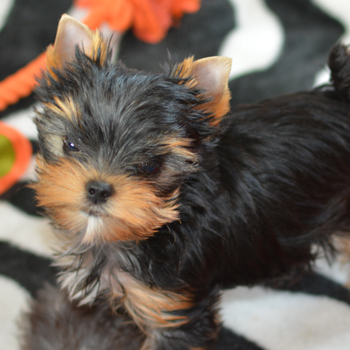 yorkie puppies-two of them